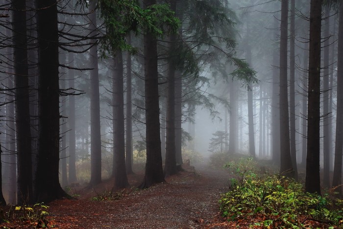 Misty forest path with tall trees