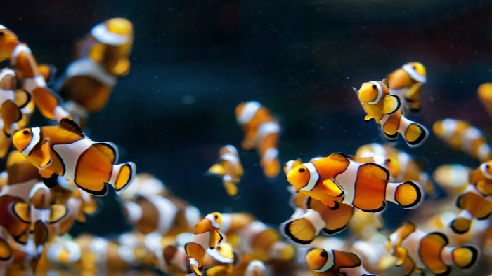 A school of clownfish swimming underwater