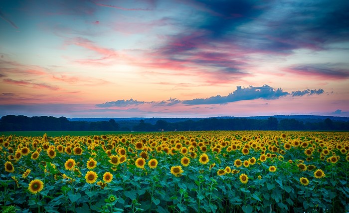 Field of sunflowers at sunset