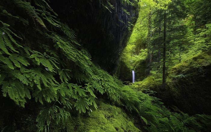 Waterfall in a mossy forest with ferns