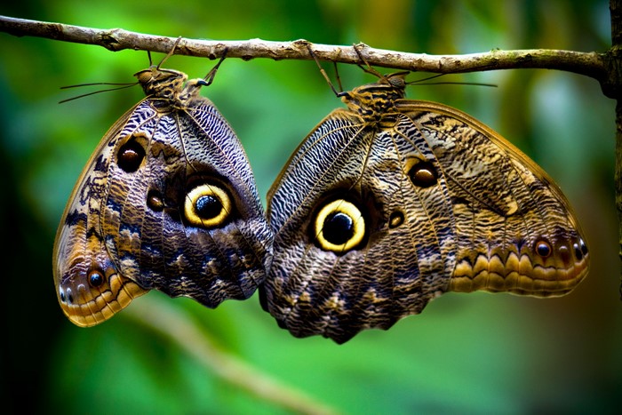Two Butterflies Hanging Upside Down on Branch