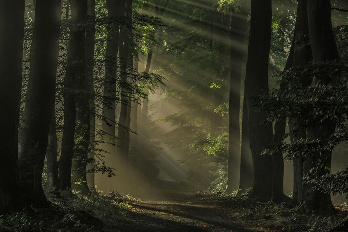 Sun rays filtering through a misty forest path