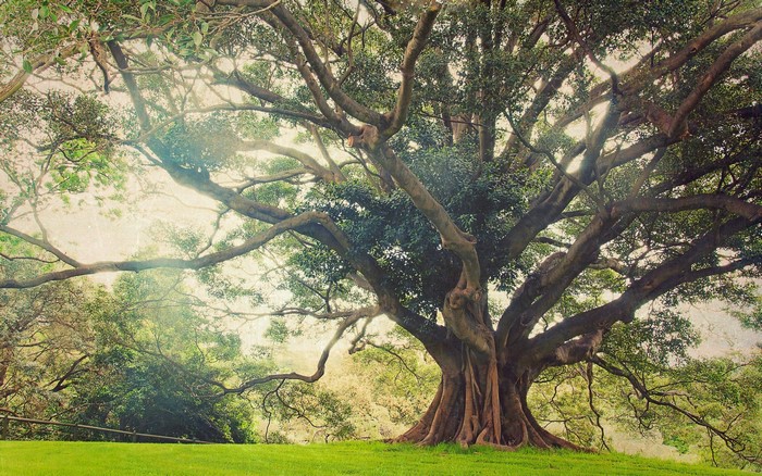 Ancient Massive Tree Bathed in Sunlight