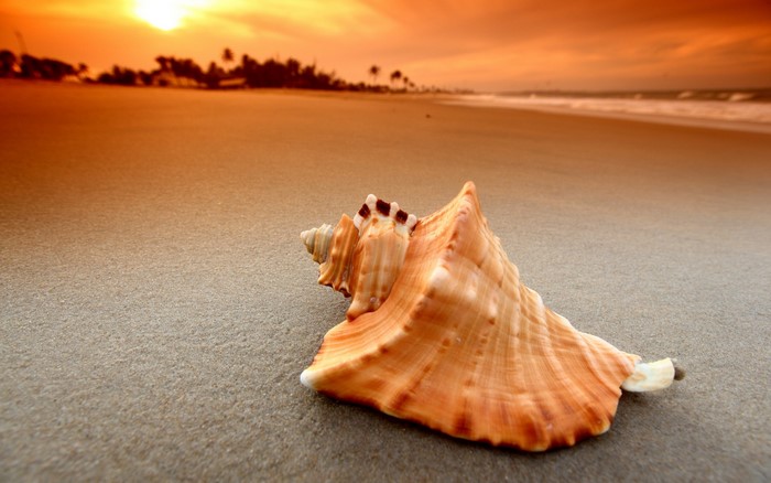 Seashell on a beach at sunset