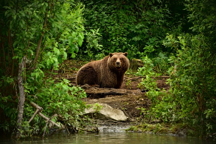Brown bear sitting by a forest stream