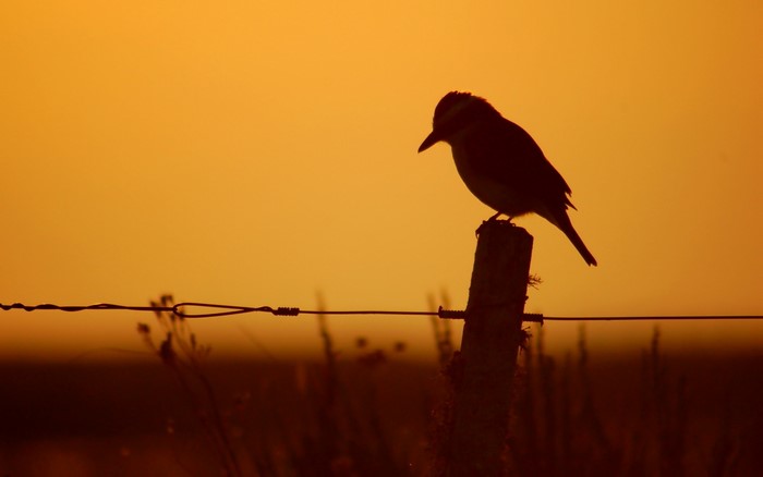 Silhouette of a bird on a fence post at sunset