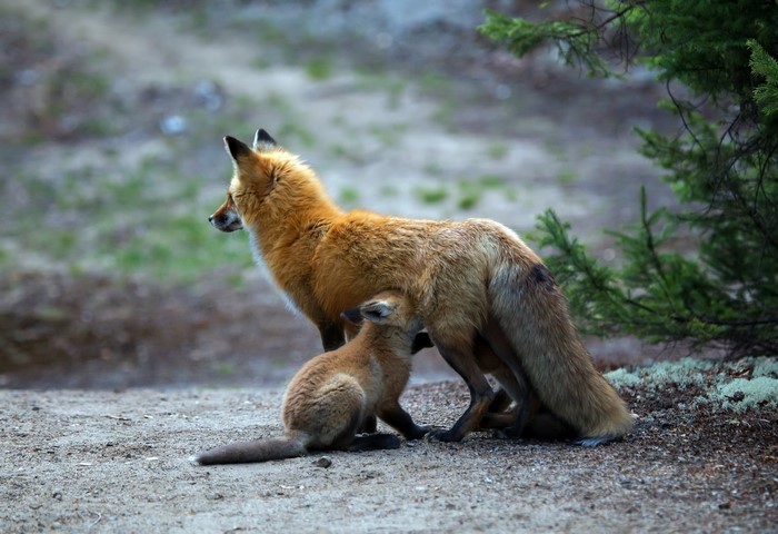 Mother fox nursing a cub in a forest