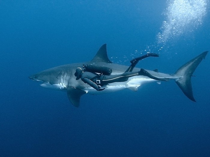 Scuba diver with a great white shark