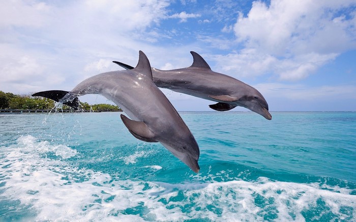 Two dolphins jumping out of the sea