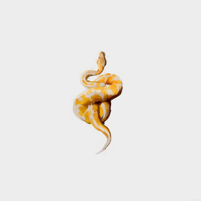 Albino snake coiled on a white background
