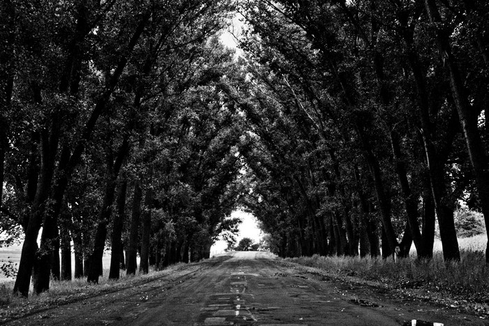 A black and white image of a tree-lined road