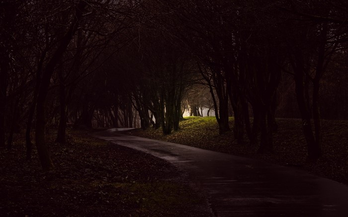 Dark forest path with trees and light