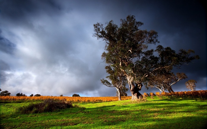 Stormy sky over a vineyard with trees