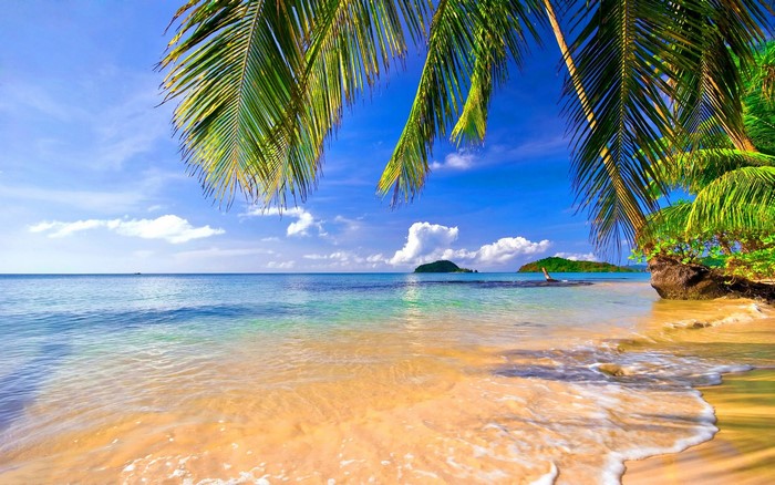Tropical Palm Beach with Clear Blue Sky