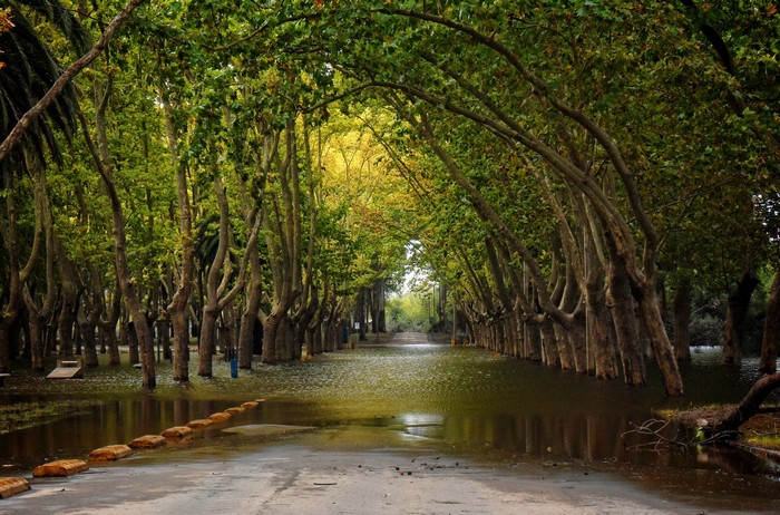 Flooded Tree-Lined Path Along a River
