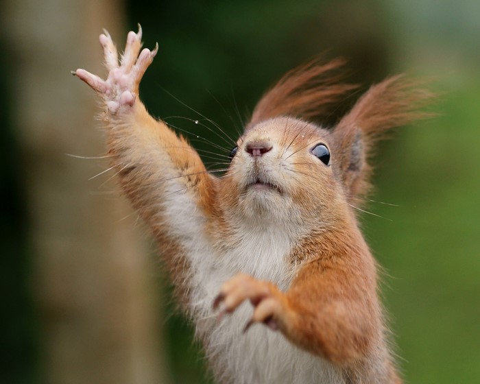 Red squirrel with paw raised