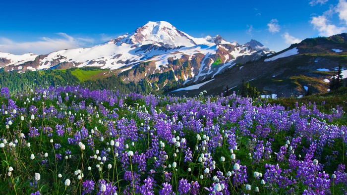Snow-Capped Mountain with Purple and White Wildflowers