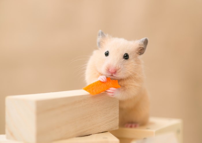 A hamster eating a piece of carrot