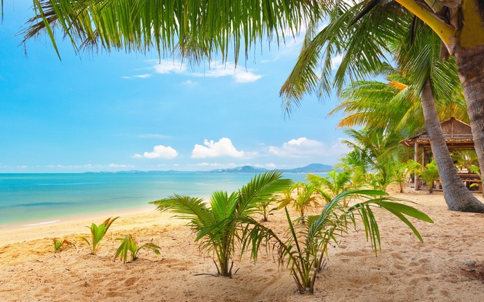 Tropical beach with palm trees and ocean