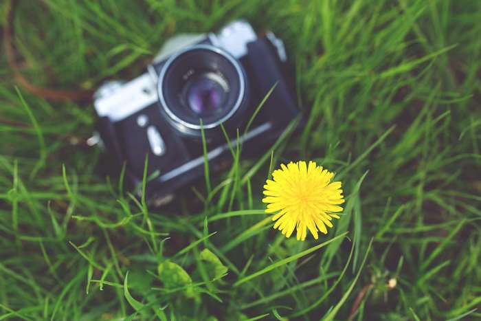 Vintage Zenit camera and yellow dandelion on grass