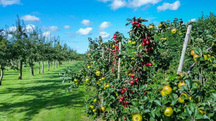 Apple orchard with ripe apples and green grass