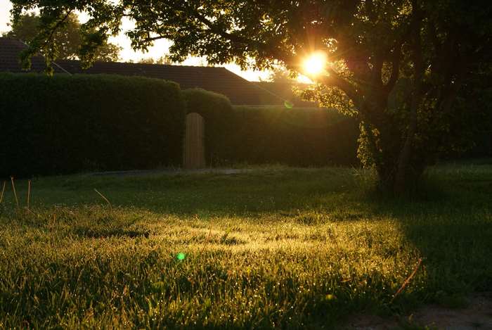 Sunrise over a backyard with a hedge and tree