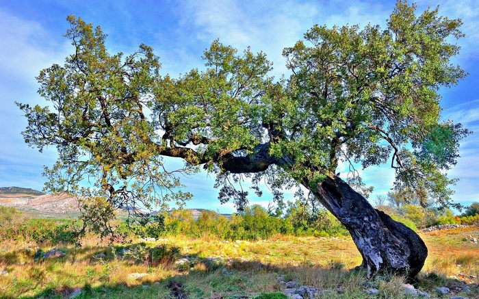 Large, old, gnarled oak tree in a field