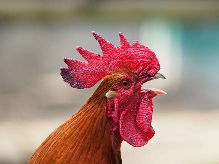 Rooster with red cockscomb
