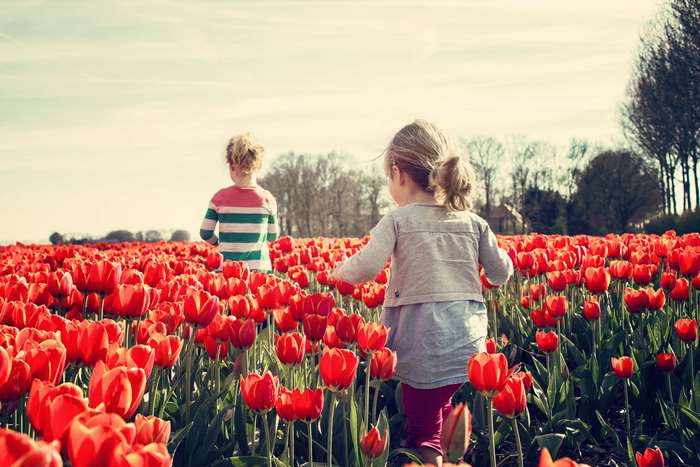 Two children in a field of red tulips