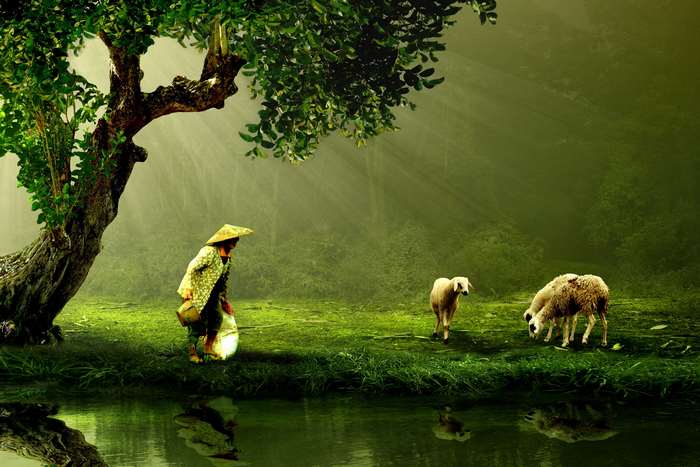 Person with sheep by a lake with a large tree