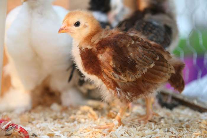 A fluffy brown and white baby chick stands on wood shavings