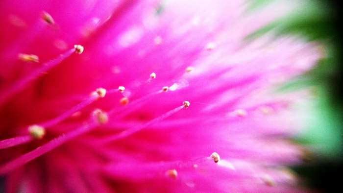 Close-up of a pink flower with stamens