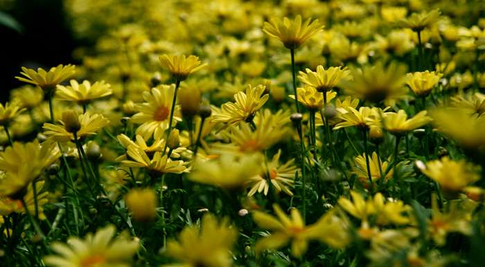 Field of yellow daisies in sunlight