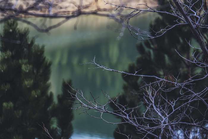 Bare branches in front of a lake and trees