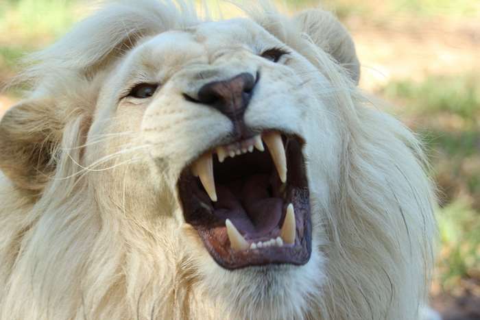 Albino Lion Roaring Close-Up in Safari