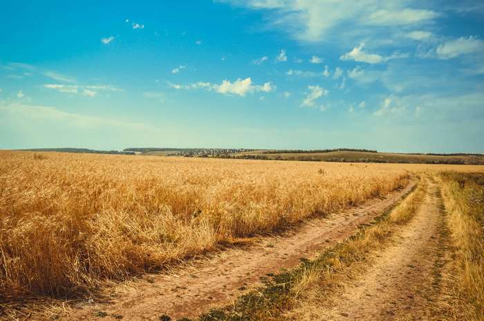 Wheat field with a dirt path and blue sky