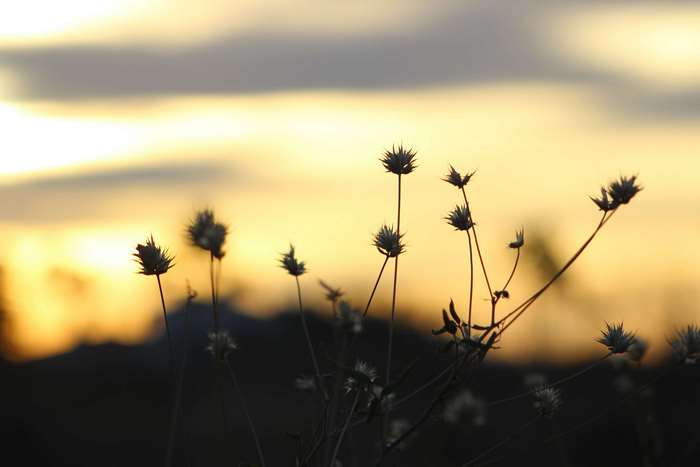 Silhouettes of plants against a sunset sky
