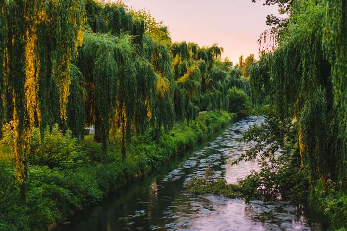Weeping willow trees line a river at sunset