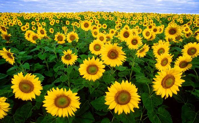 Field of sunflowers under a cloudy sky