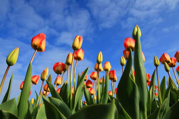 Field of Red and Yellow Tulips Under a Blue Sky