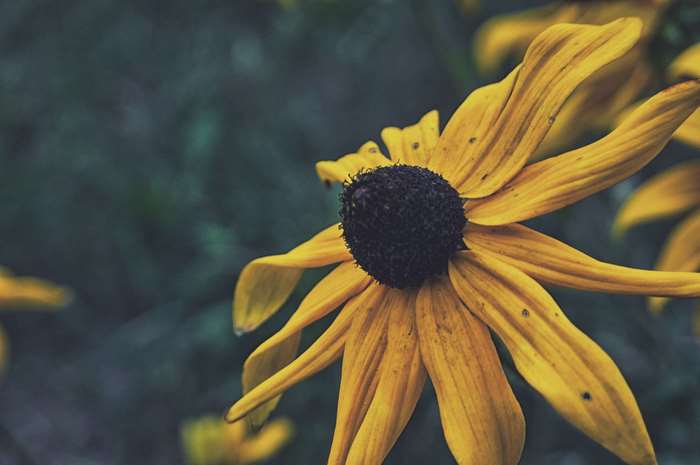 Yellow flower with black center and blurred background