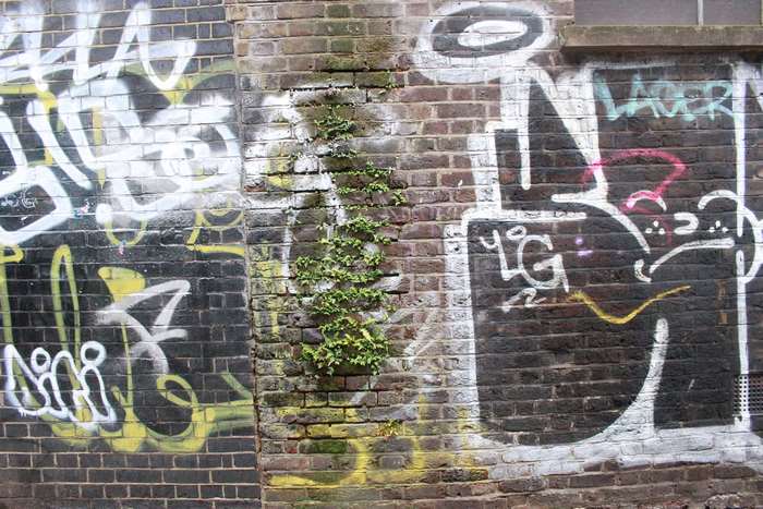 Graffiti on a brick wall with plant growth
