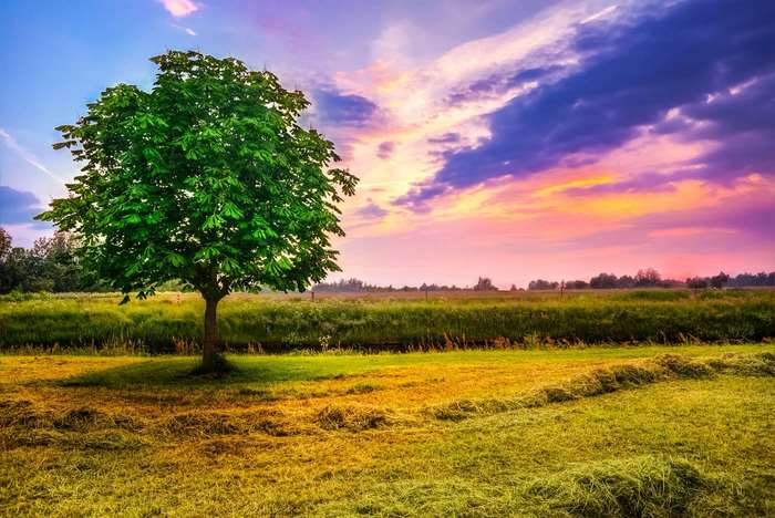 Tree in a field at sunset