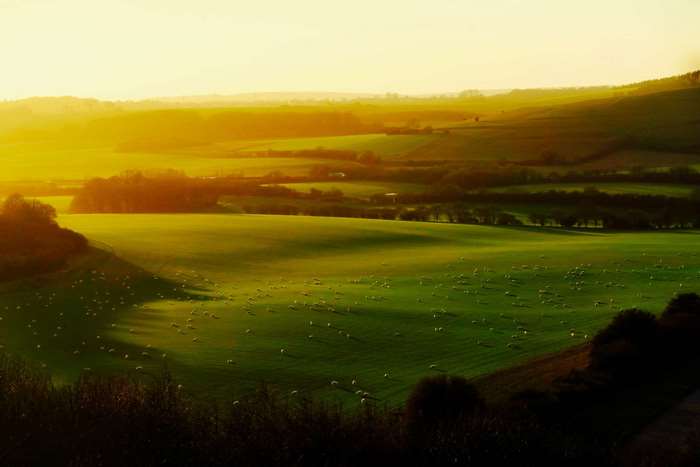 Sheep grazing in a green valley at sunset