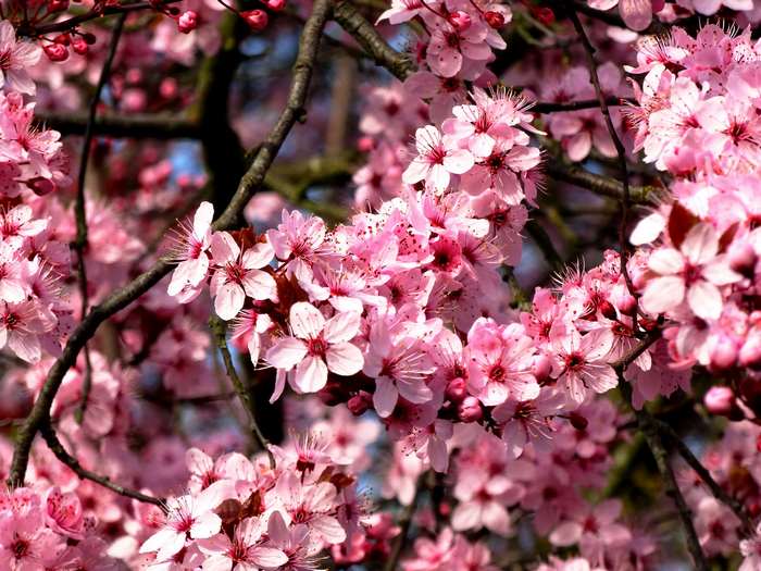 Pink Cherry Blossoms on Tree Branches