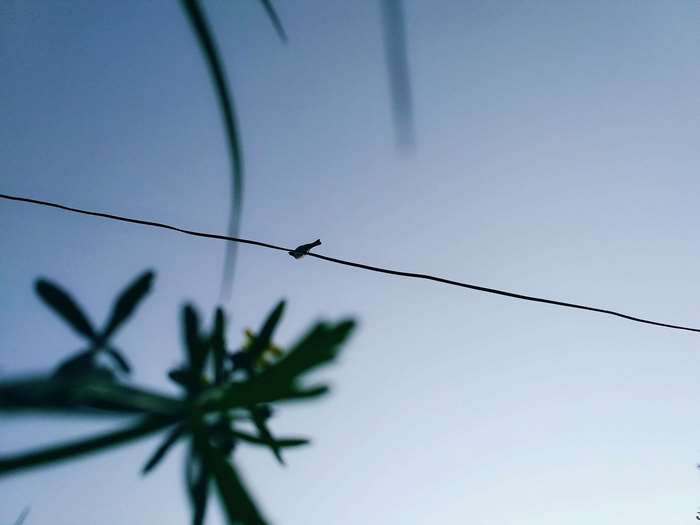 Bird on a wire with plants and blue sky