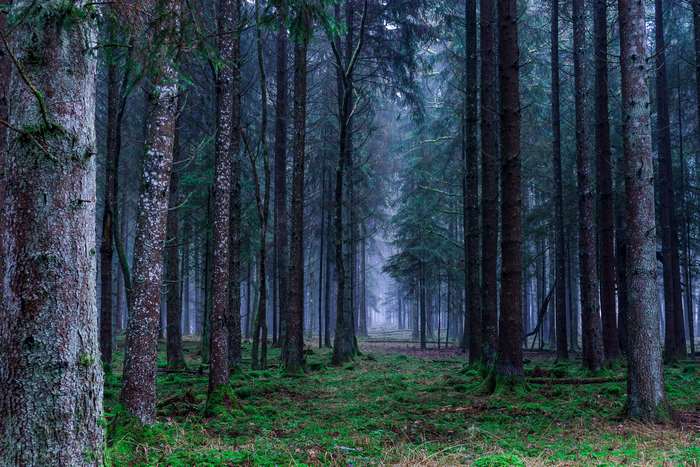 Misty Autumn Forest in Germany with Green Moss