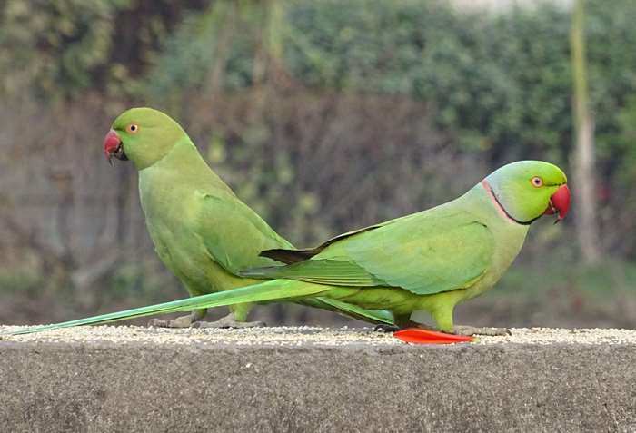 Two Rose-ringed Parakeets on a Ledge in Delhi