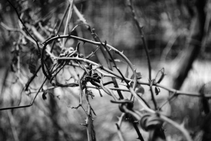 Thorny branches in black and white