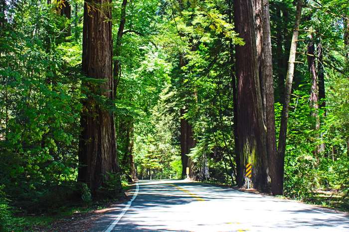 Road through a redwood forest in the USA